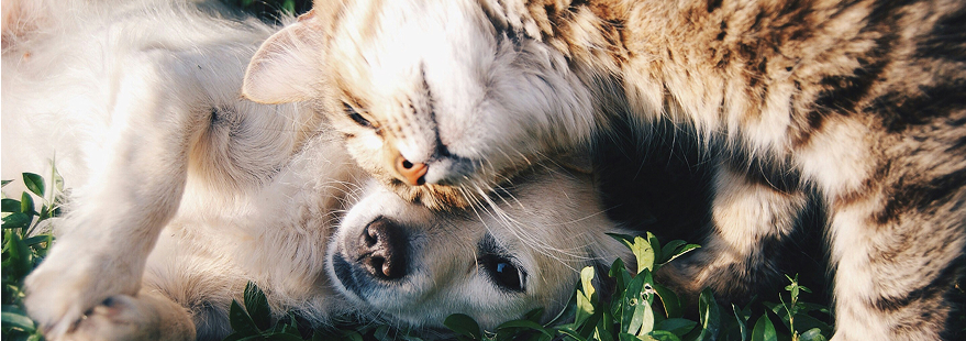 Chien et chat en extérieur