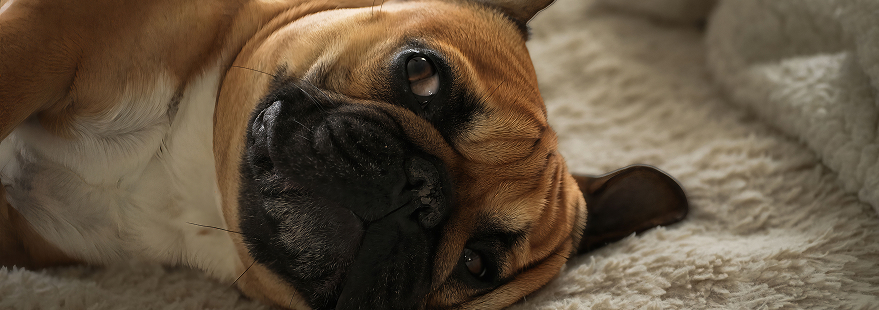 Chien bouledogue français