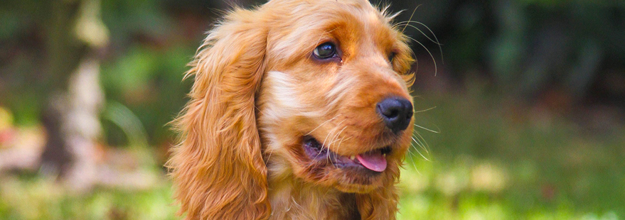 Chien Cocker