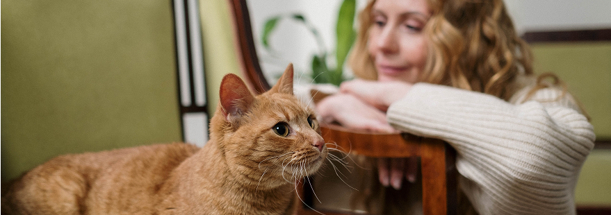 Chat gardé chez lui