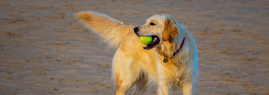 Chien Golder Retriever