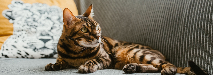 Chat dans sa maison
