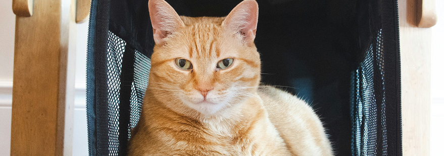 Chat dans sa caisse de transport